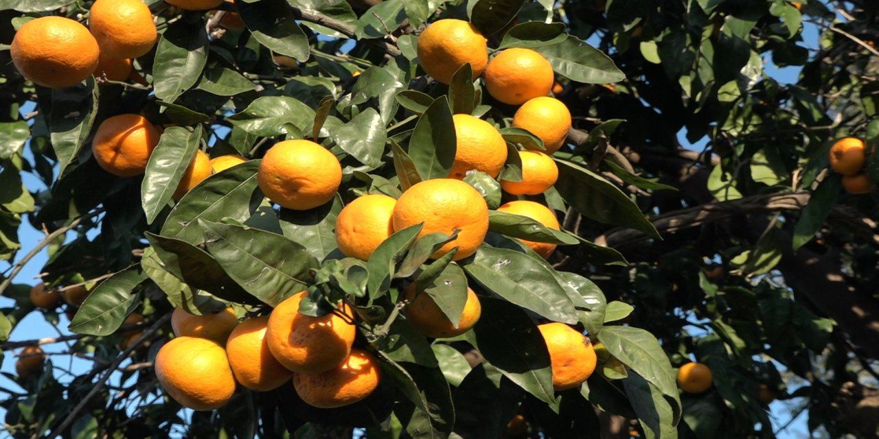 Derepazarı mandalinası